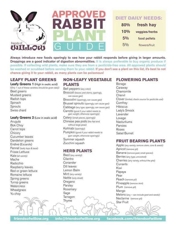 3 Month Old Rabbit Diet Guide